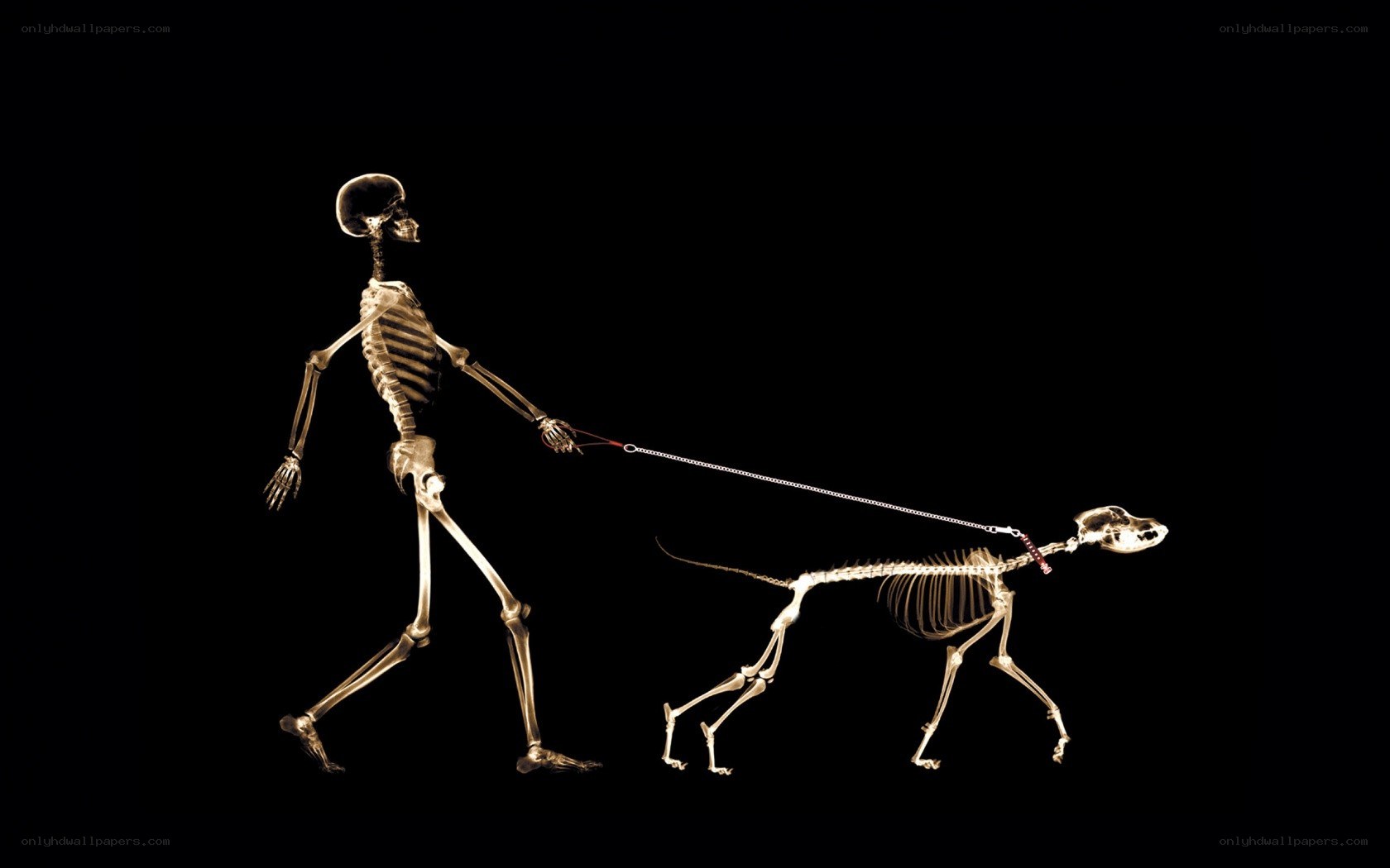skeleton walking dog