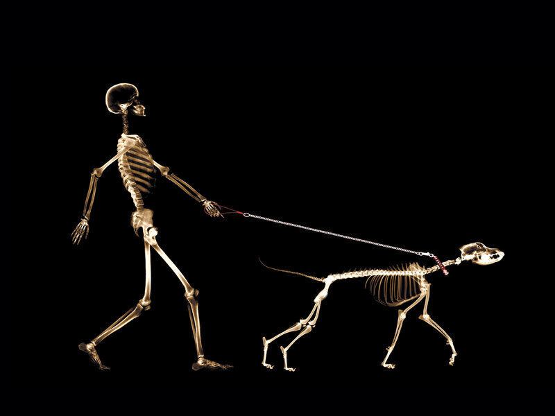 Skeleton Walking Dog — Black, Dramatic, Illustration
