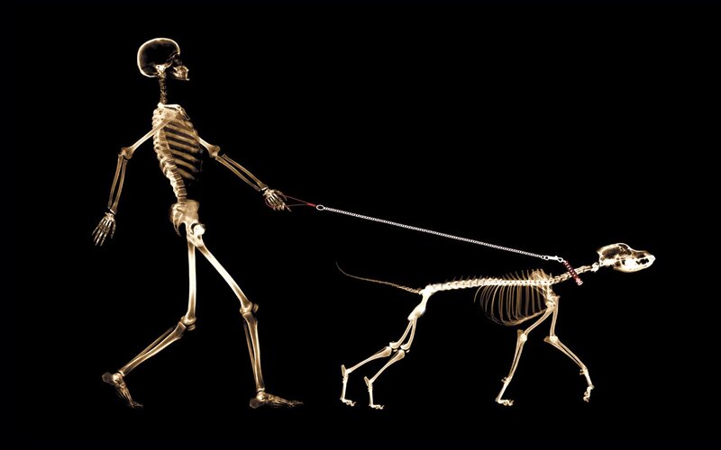 Skeleton Walking Dog — Black, Dramatic