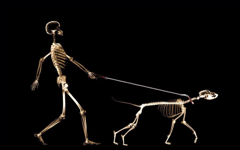Skeleton Walking Dog — Black