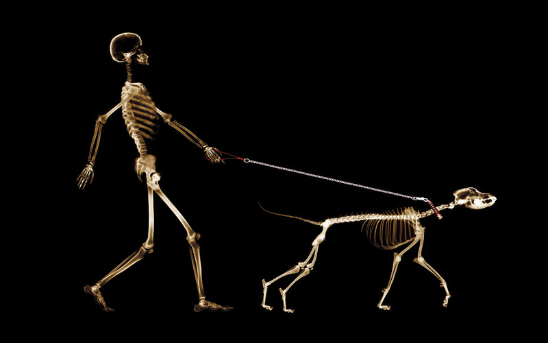skeleton walking dog