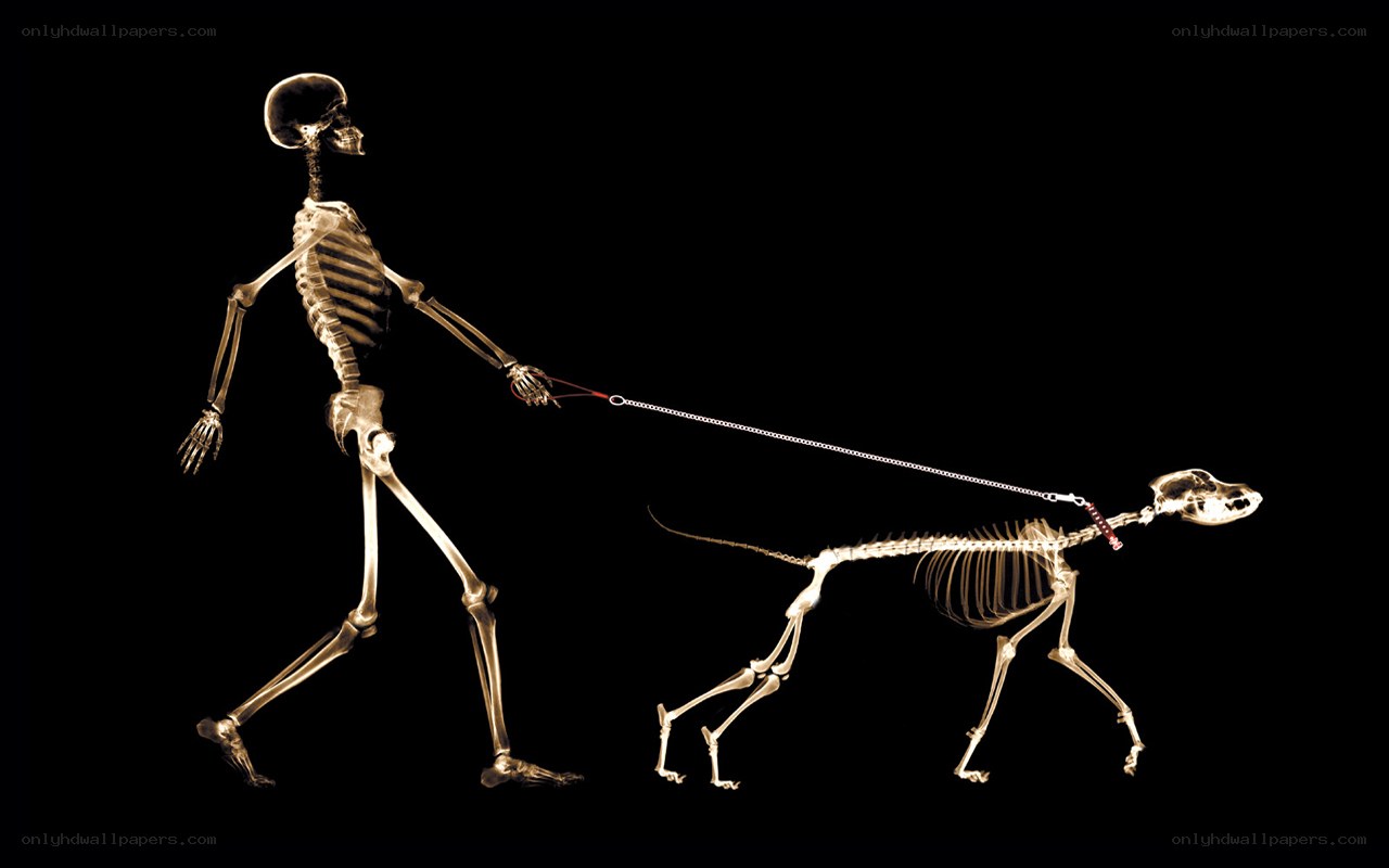 skeleton walking dog x-ray
