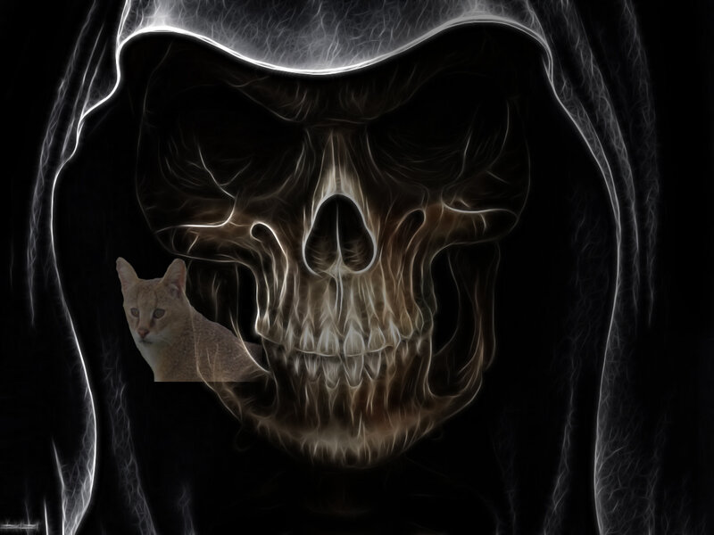 skeleton with cat in hood