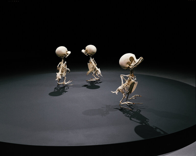 Skeletons of three birds