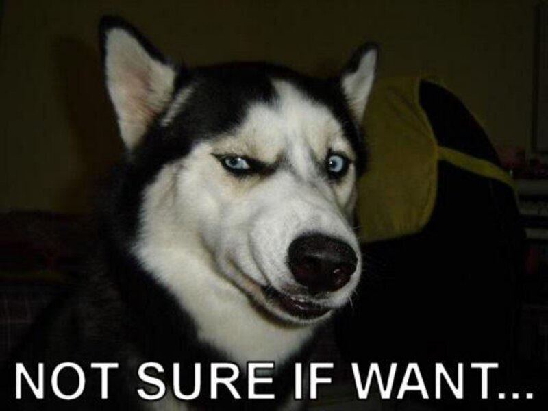 skeptical husky dog