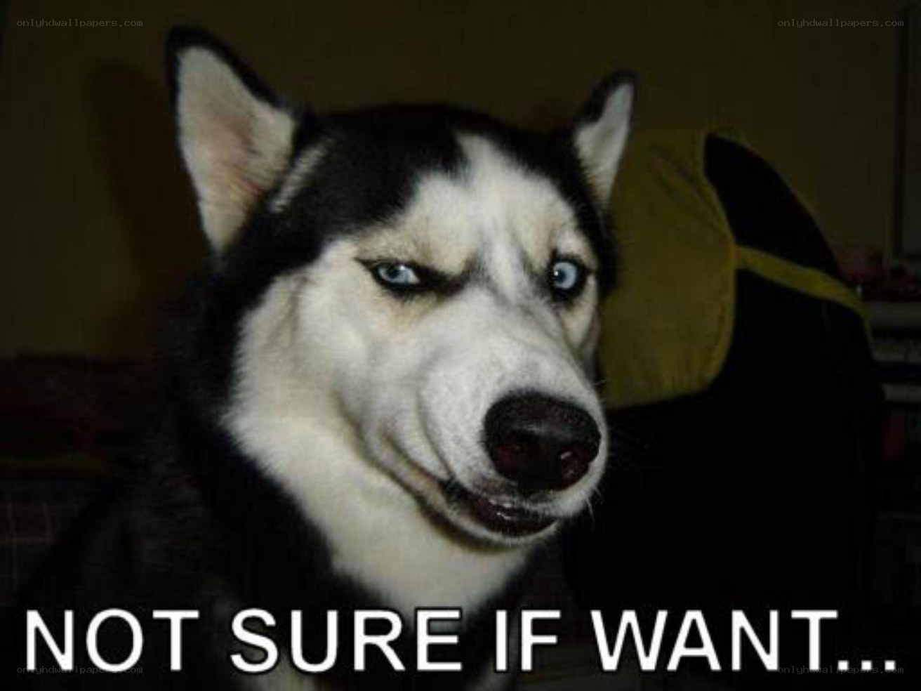 skeptical husky dog