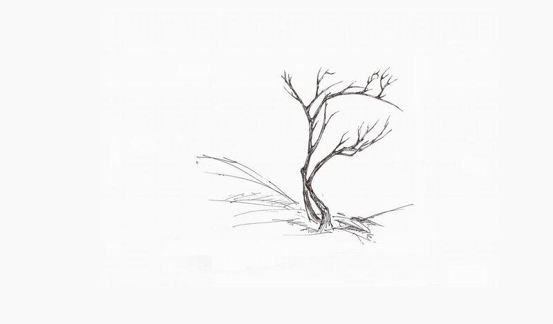 sketch of a bare tree
