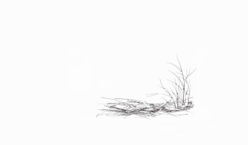 sketch of grass tuft