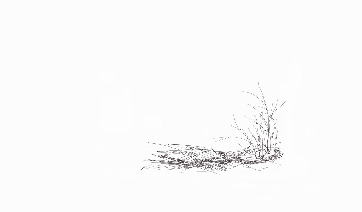 sketch of grass tuft