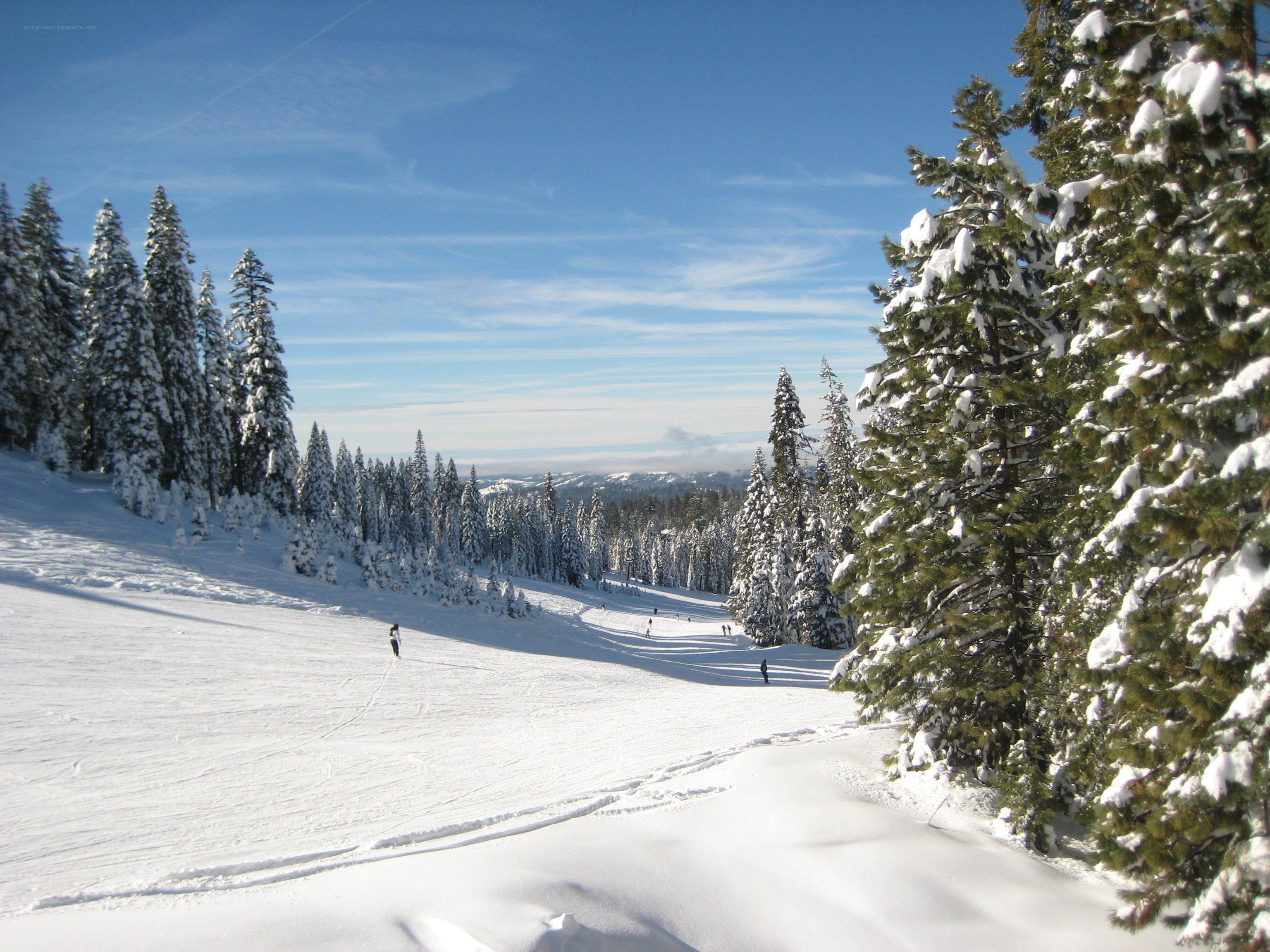 Ski slope with snow-covered trees