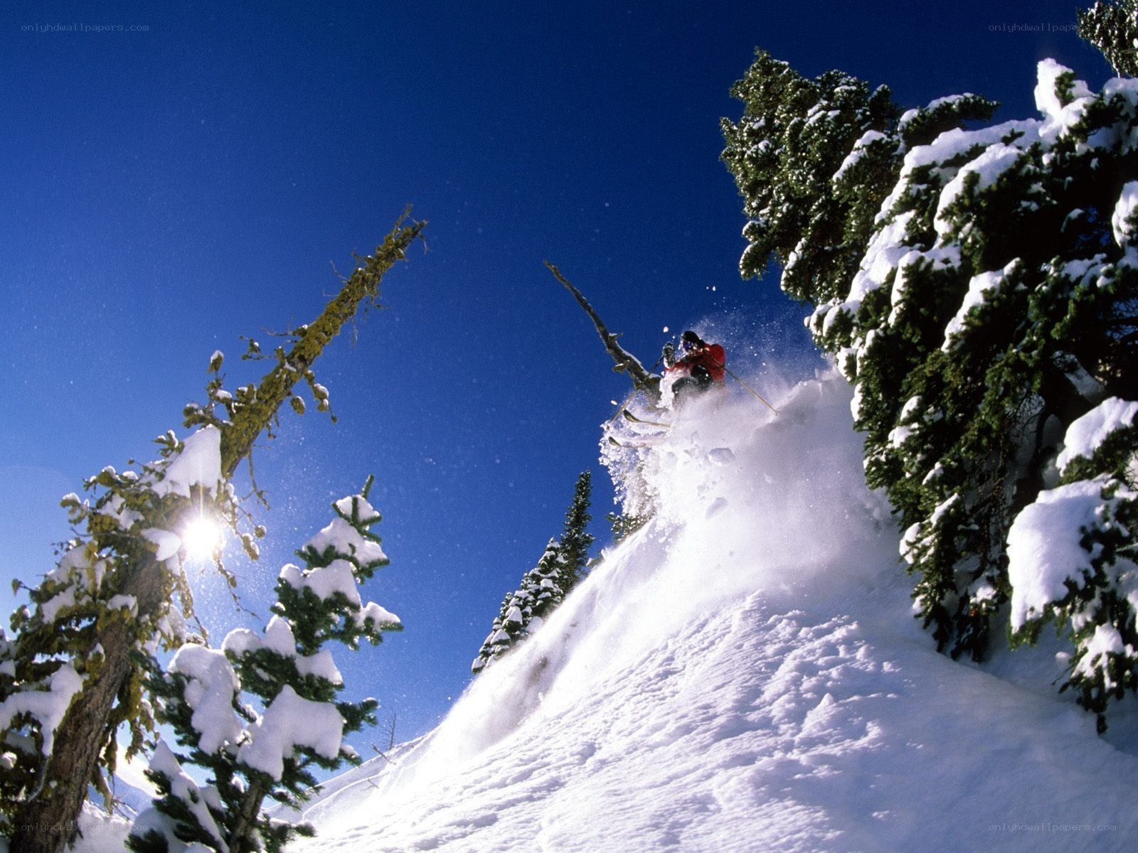 Skier in powder snow