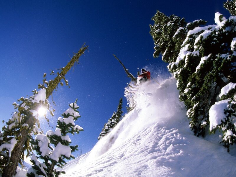 Skier in Powder Snow — White, Dynamic, Winter, Photograph, Snow-covered Trees