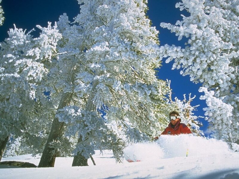 Skier in Snowy Trees