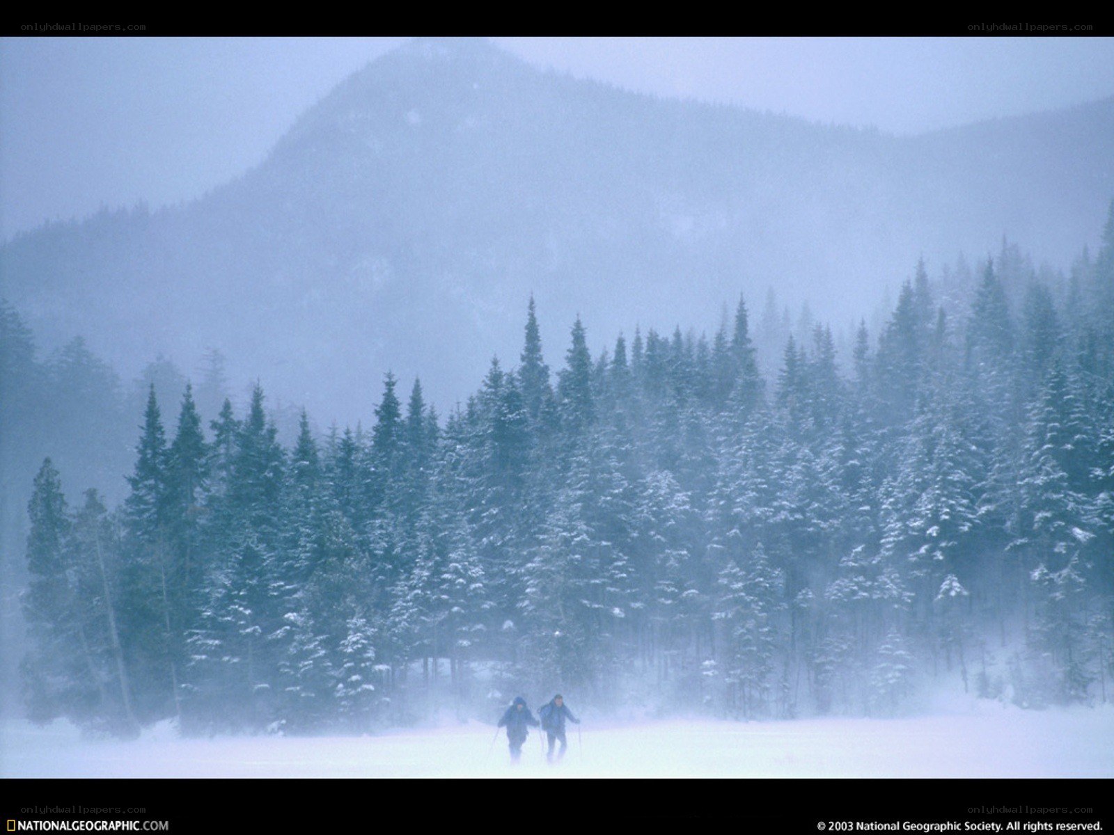 Skiers in a snowy forest