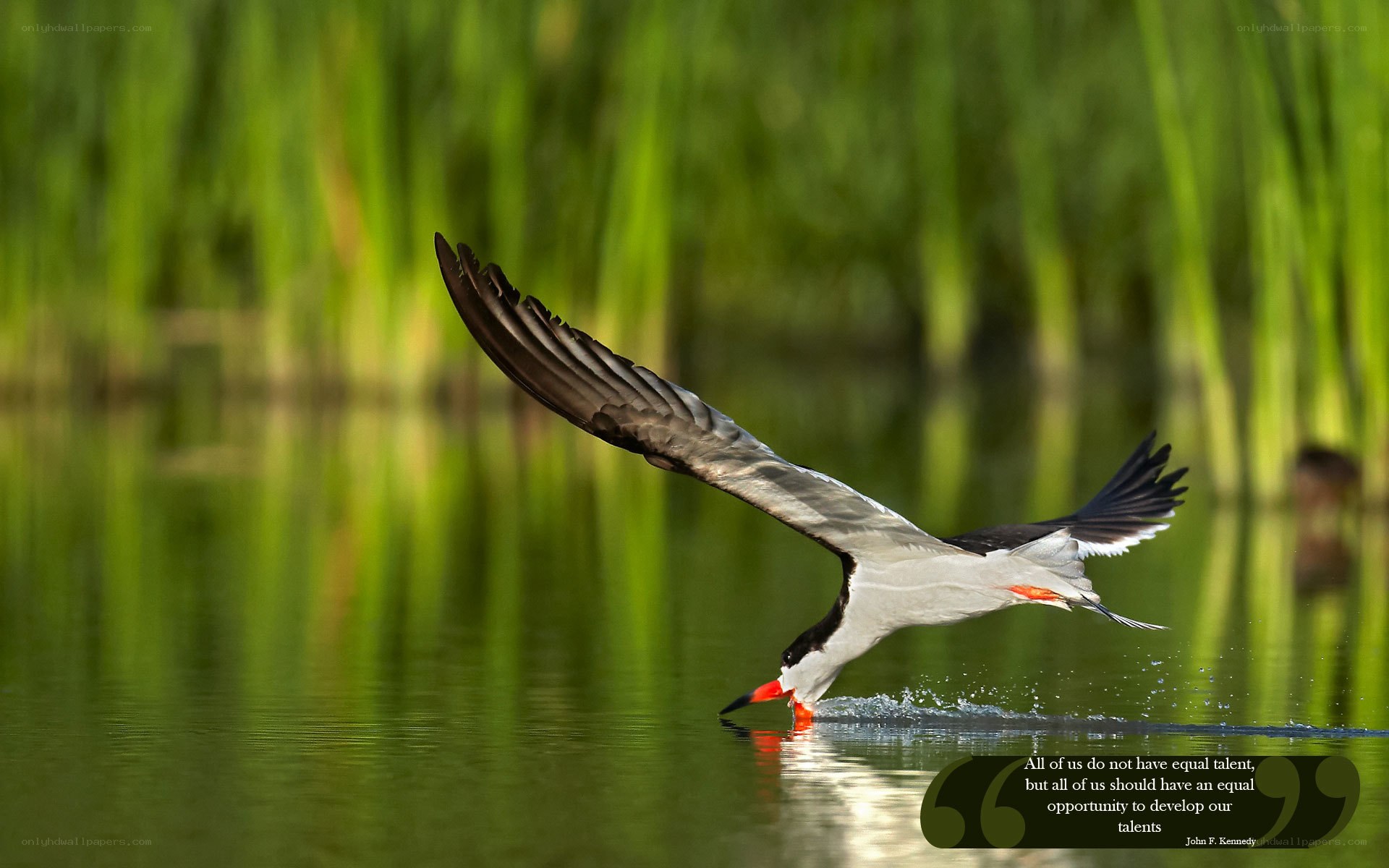 skimmer bird in flight