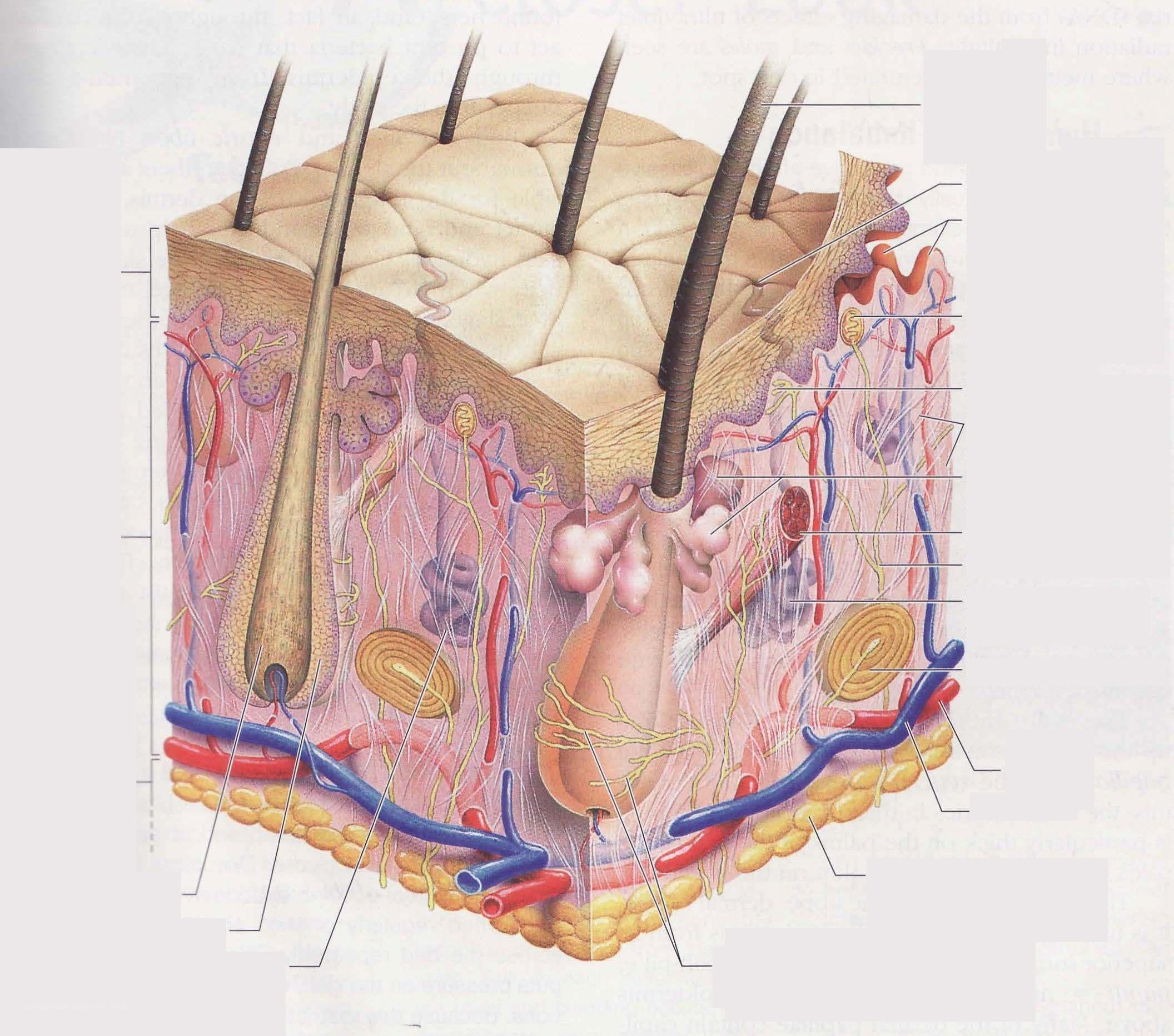 skin anatomy diagram