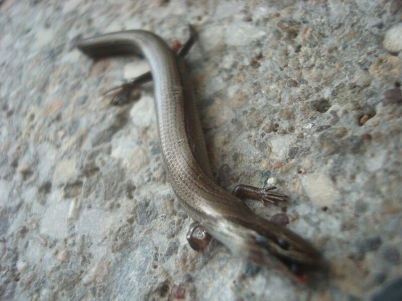 skink on a stone surface