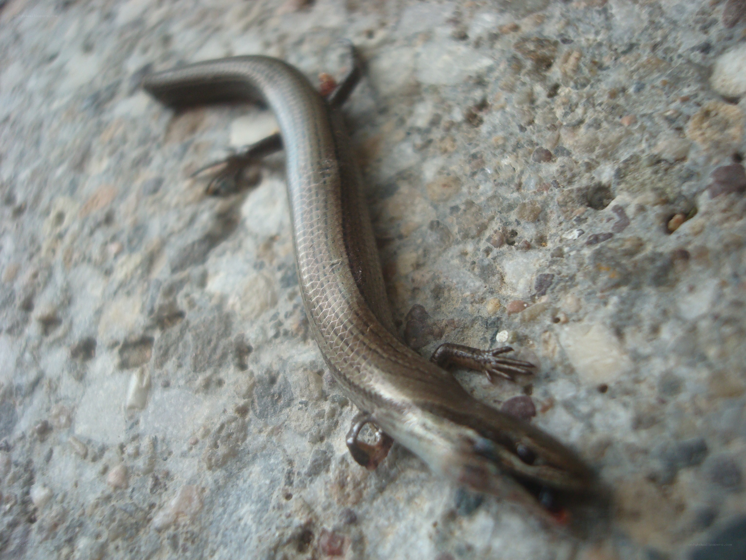 skink on a stone surface