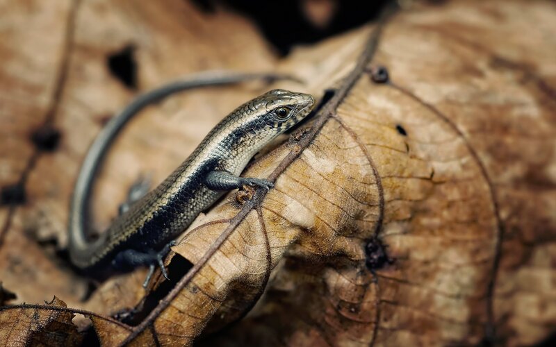Skink on Dry Leaf
