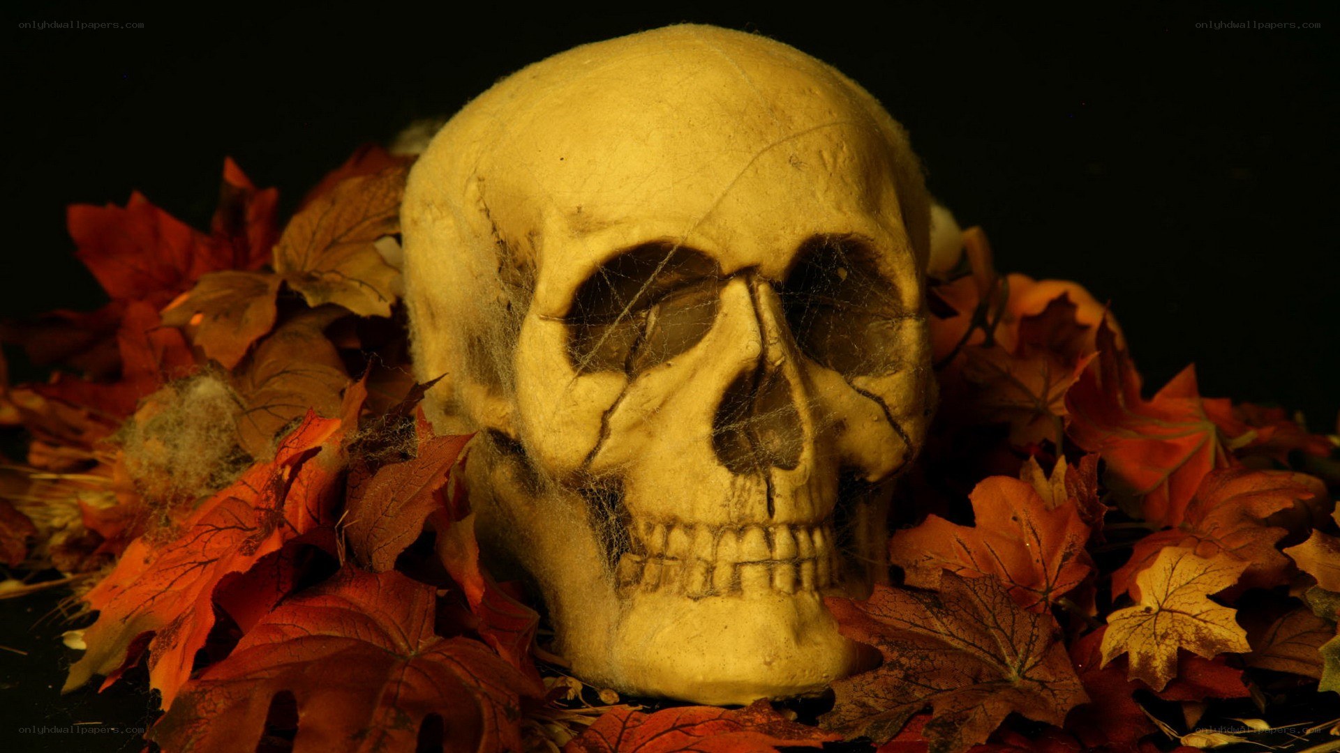 skull among autumn leaves