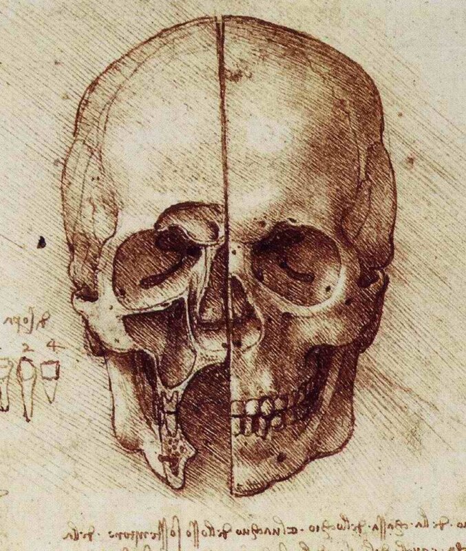 Skull Anatomical Drawing