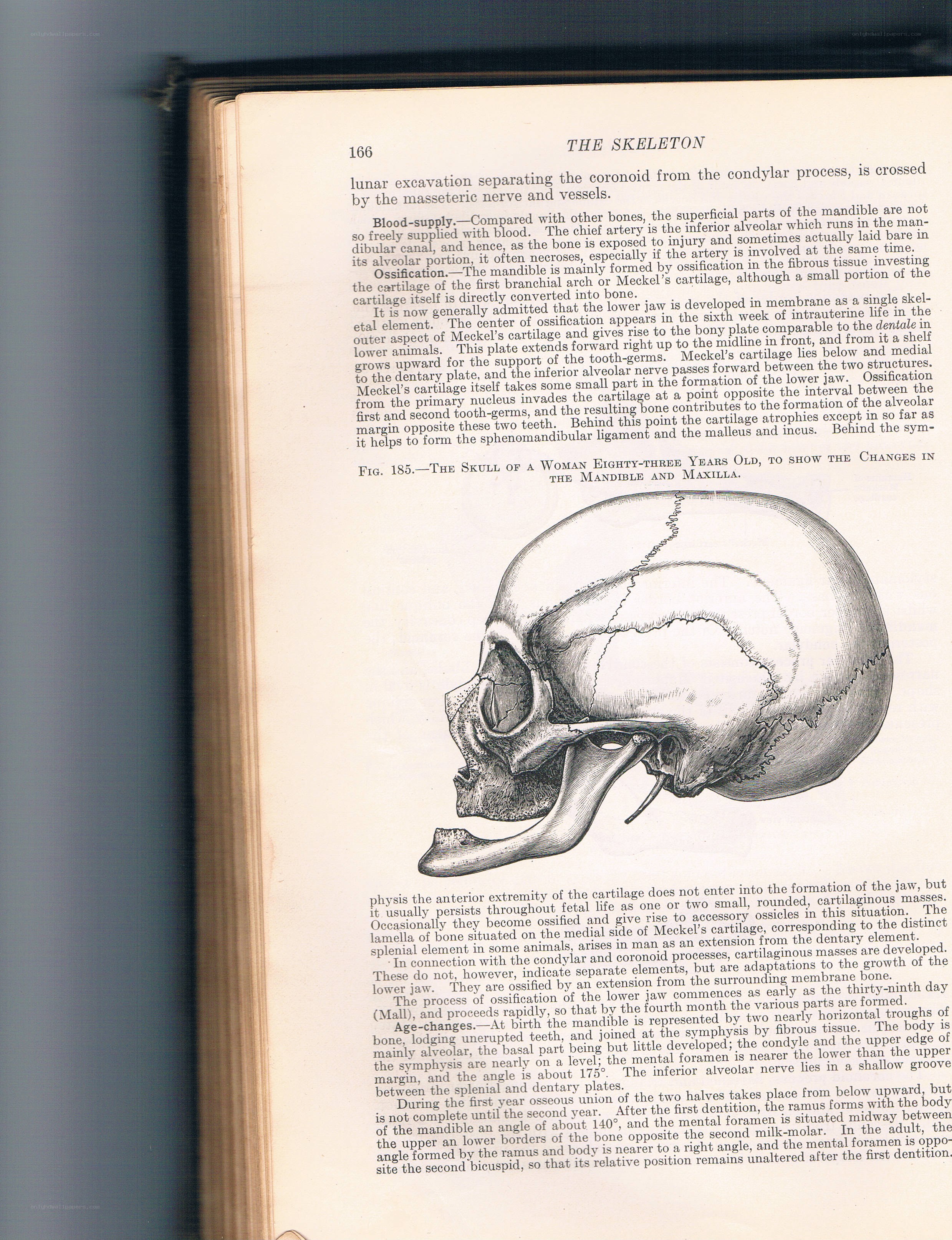 Skull anatomy diagram