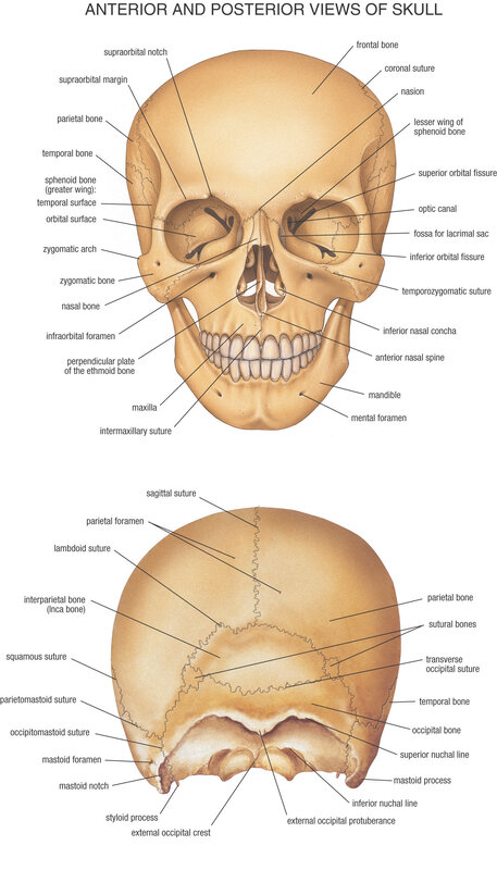 Skull anatomy diagram