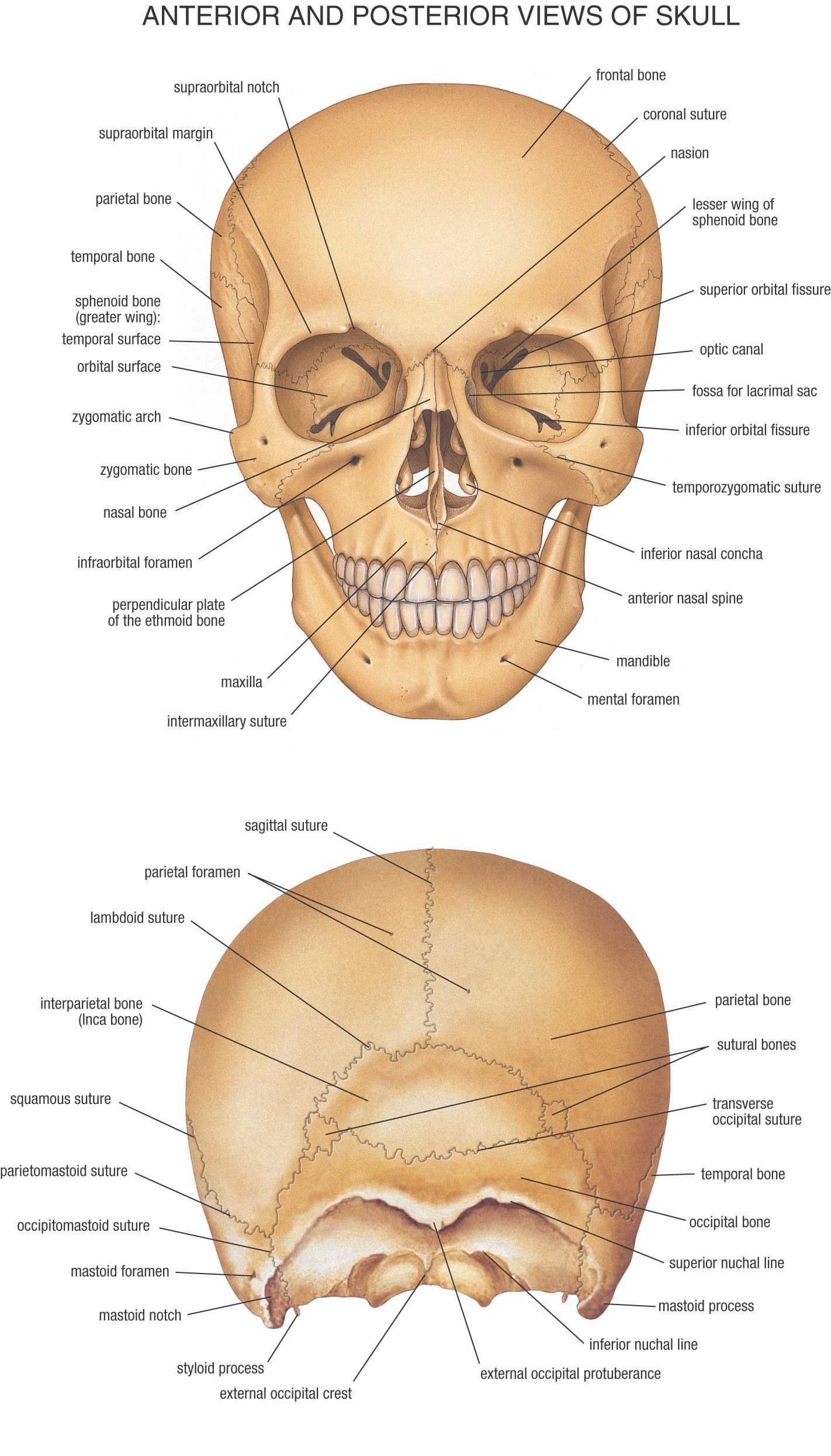 Skull anatomy diagram