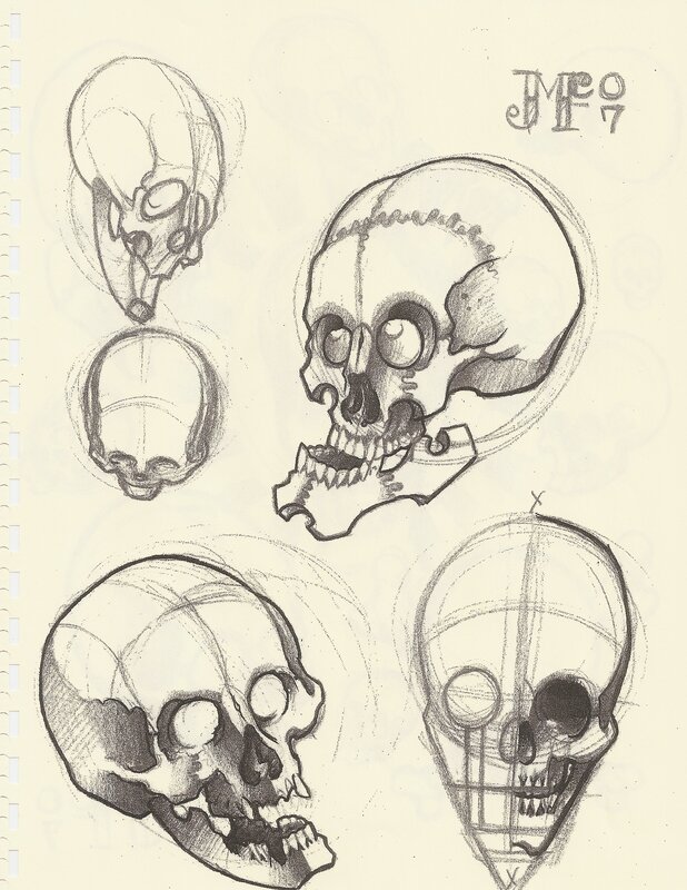 skull anatomy sketches