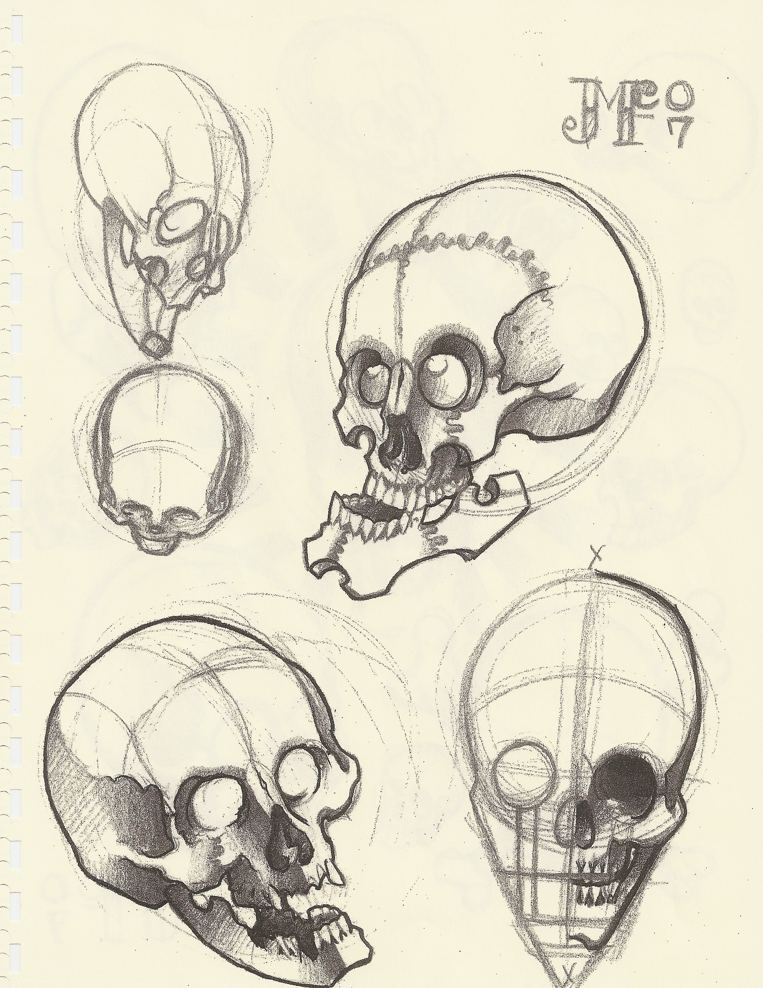 skull anatomy sketches