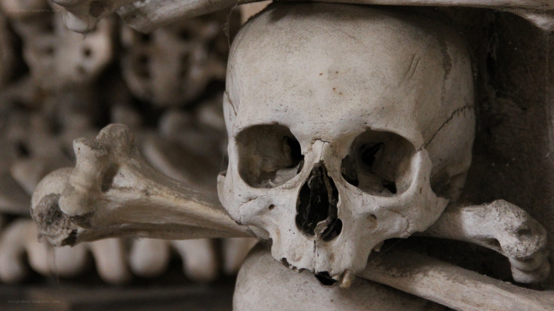 skull and bones in ossuary
