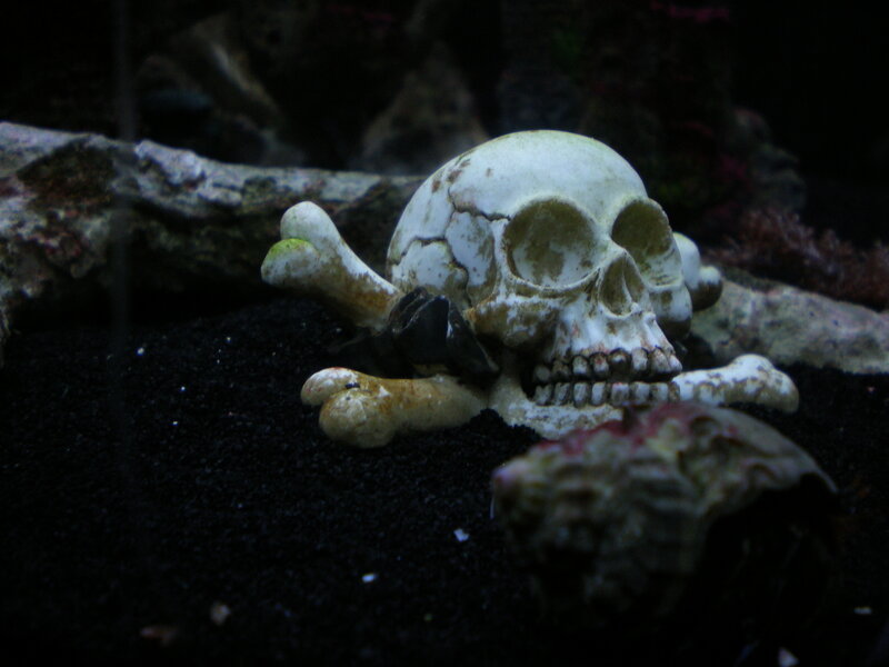 skull and crossbones decoration