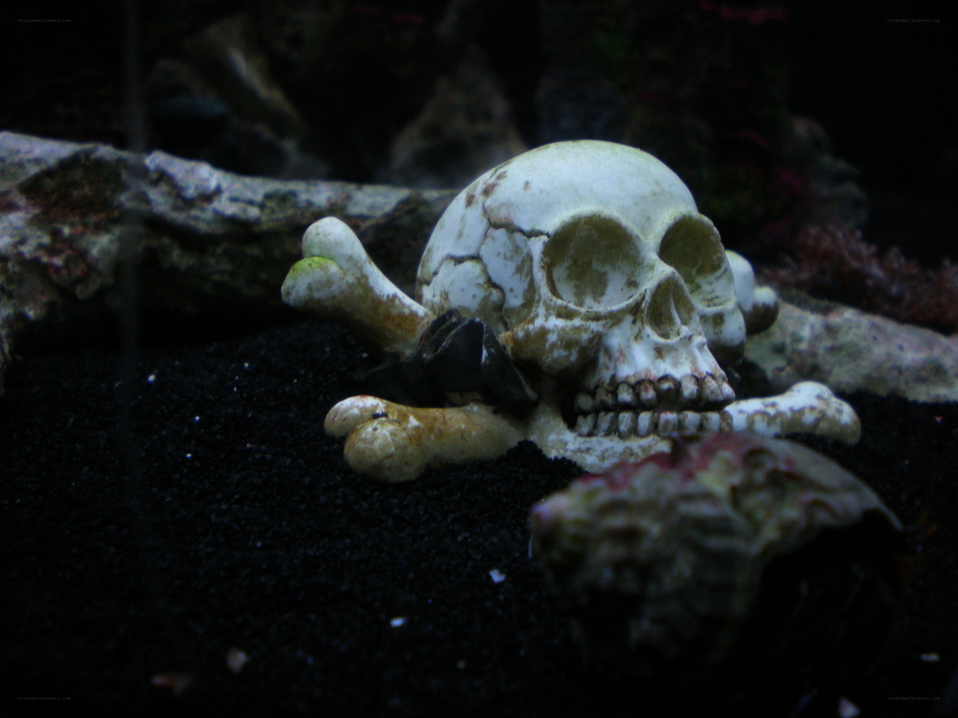 skull and crossbones decoration