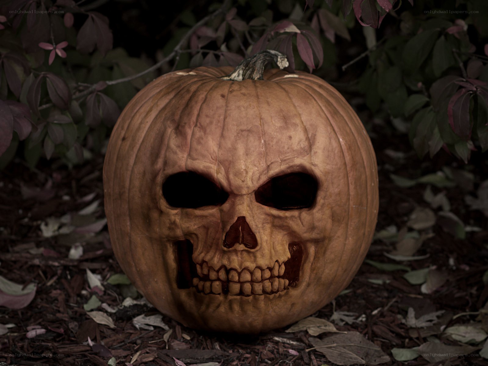 skull carved pumpkin
