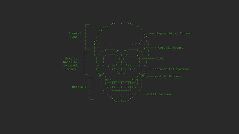 Skull Diagram