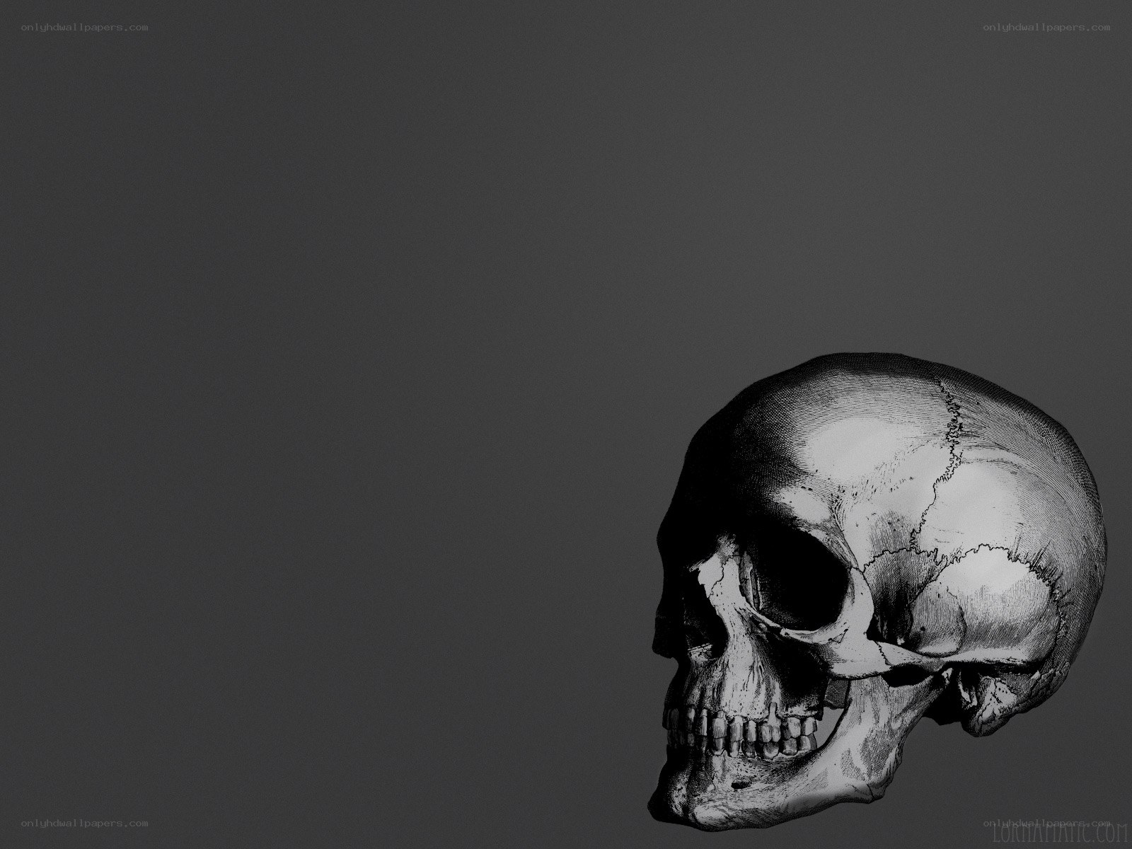 skull illustration on gray