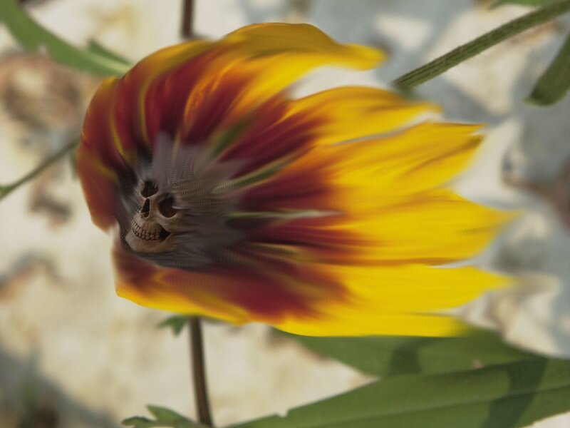 Skull in a flower
