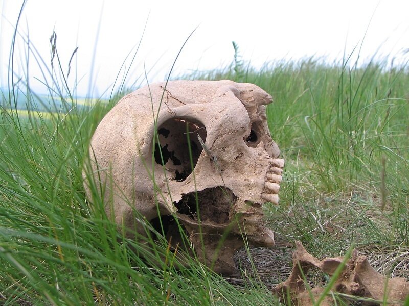 Skull in a grassy field