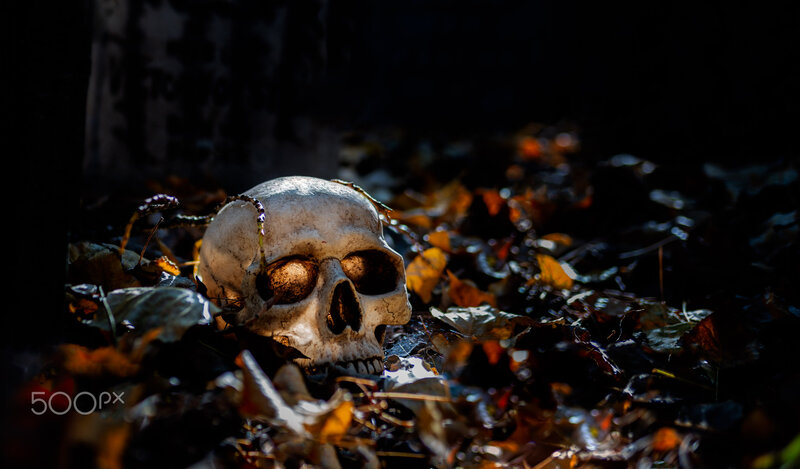 Skull in Autumn Leaves — Brown