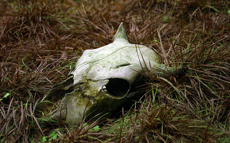 Skull in the grass