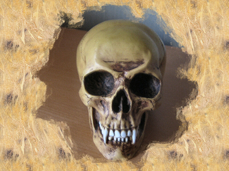 Skull in Wooden Hole