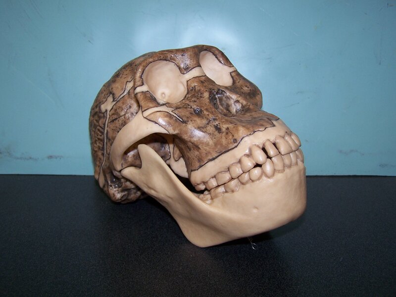 skull model on black surface