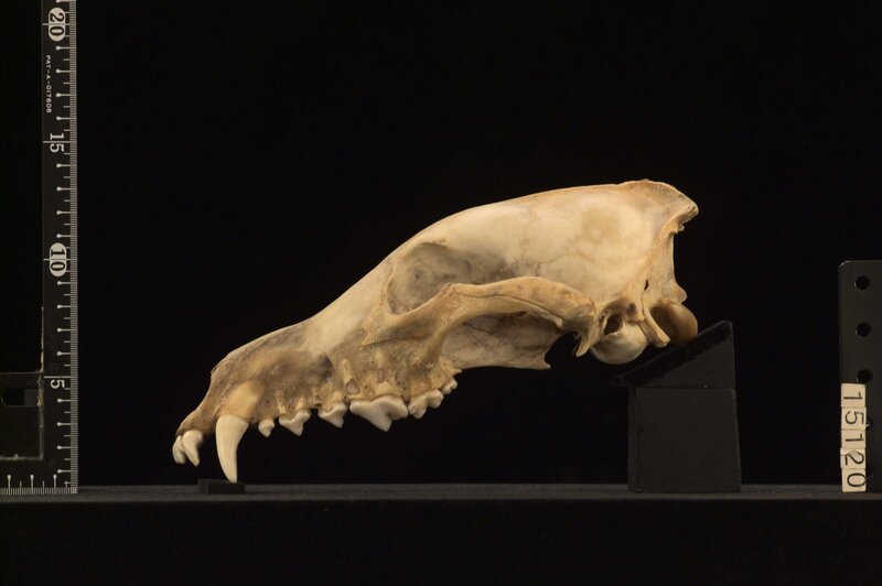 skull of a carnivore