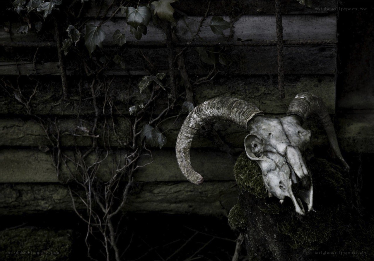 Skull on a mossy wall