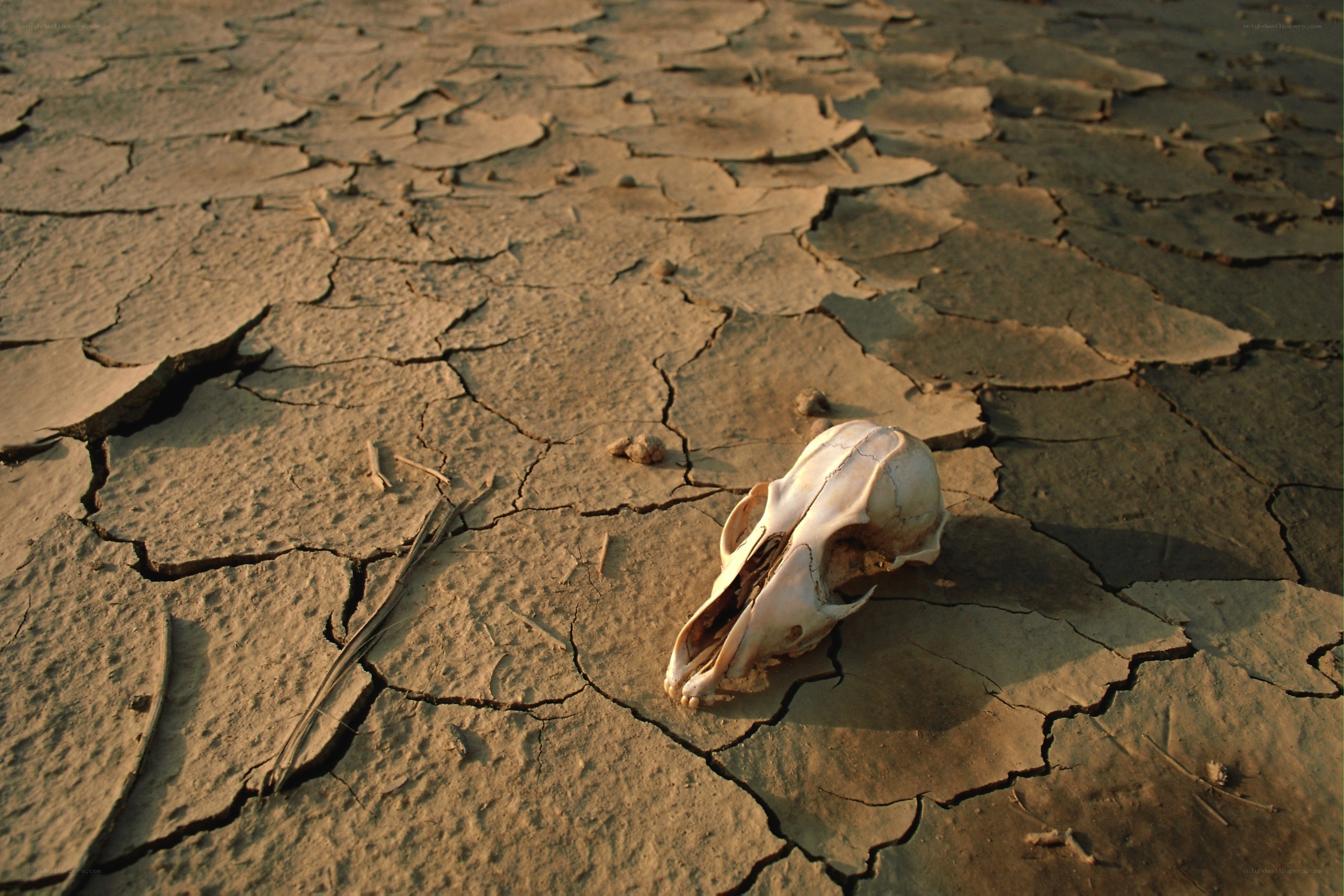 Skull on cracked earth