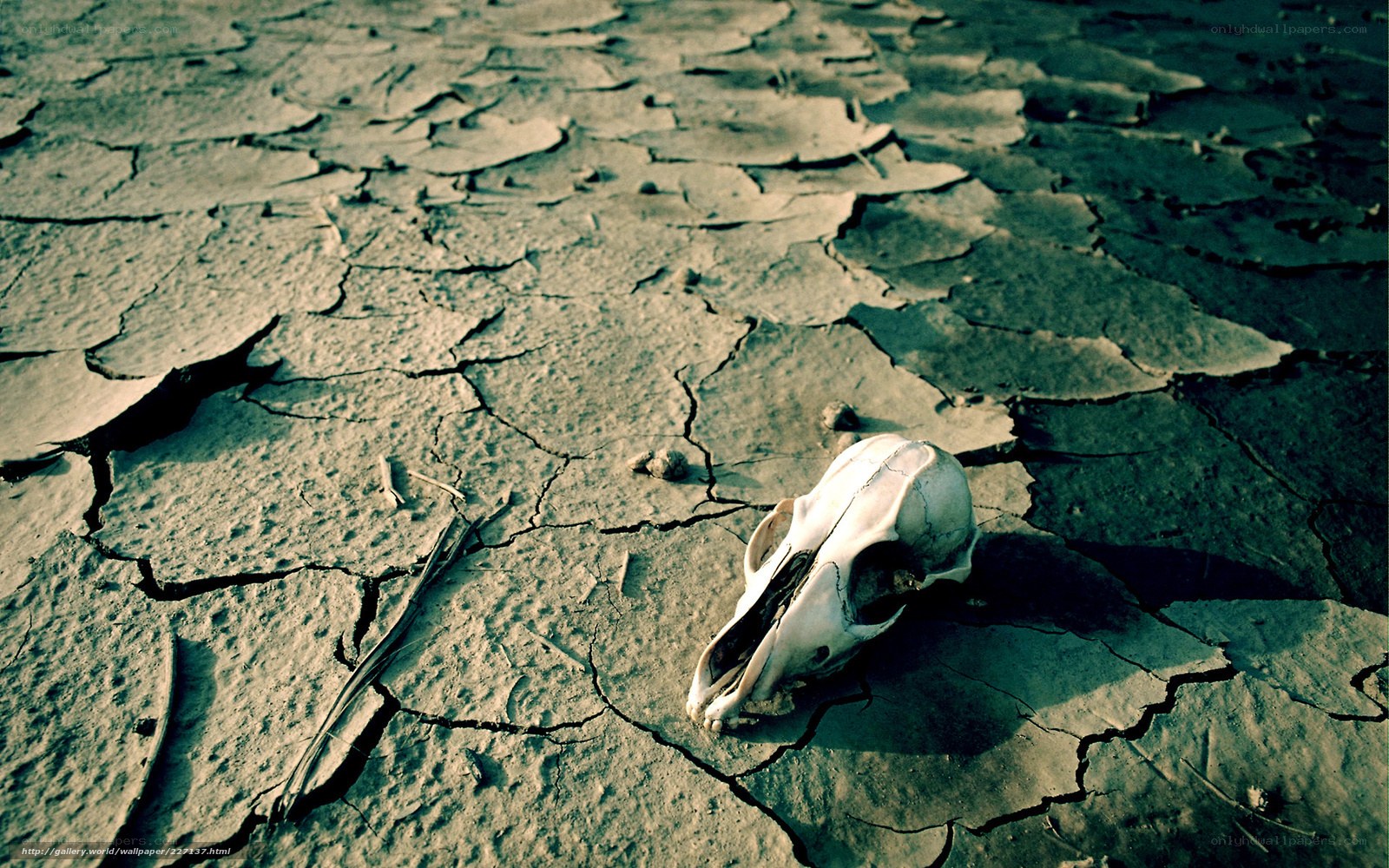 Skull on cracked earth