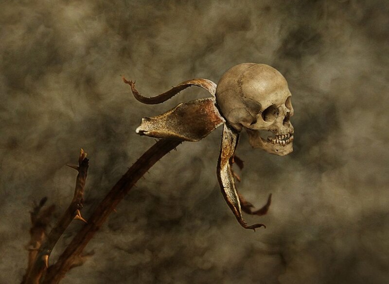 Skull on Dried Flower