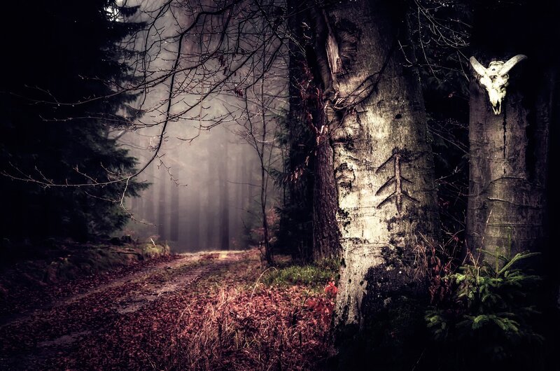 Skull on Forest Tree