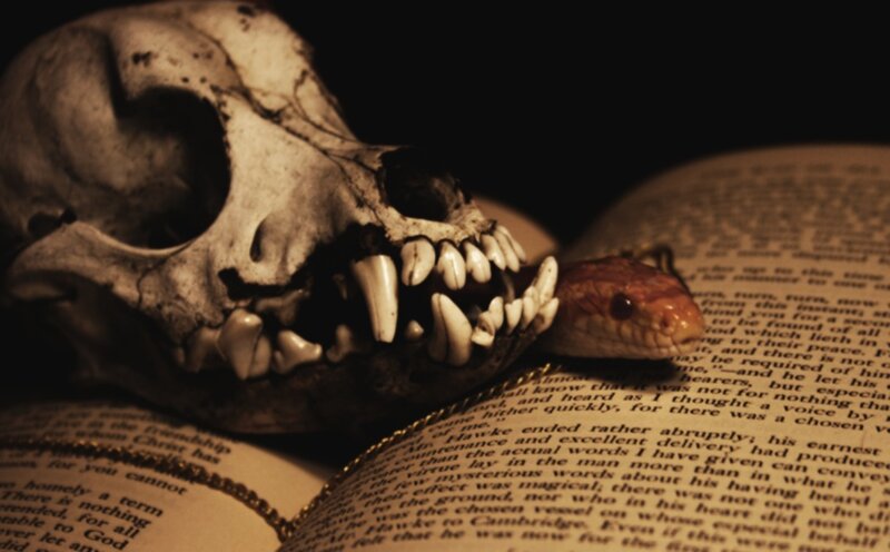 Skull on Open Book