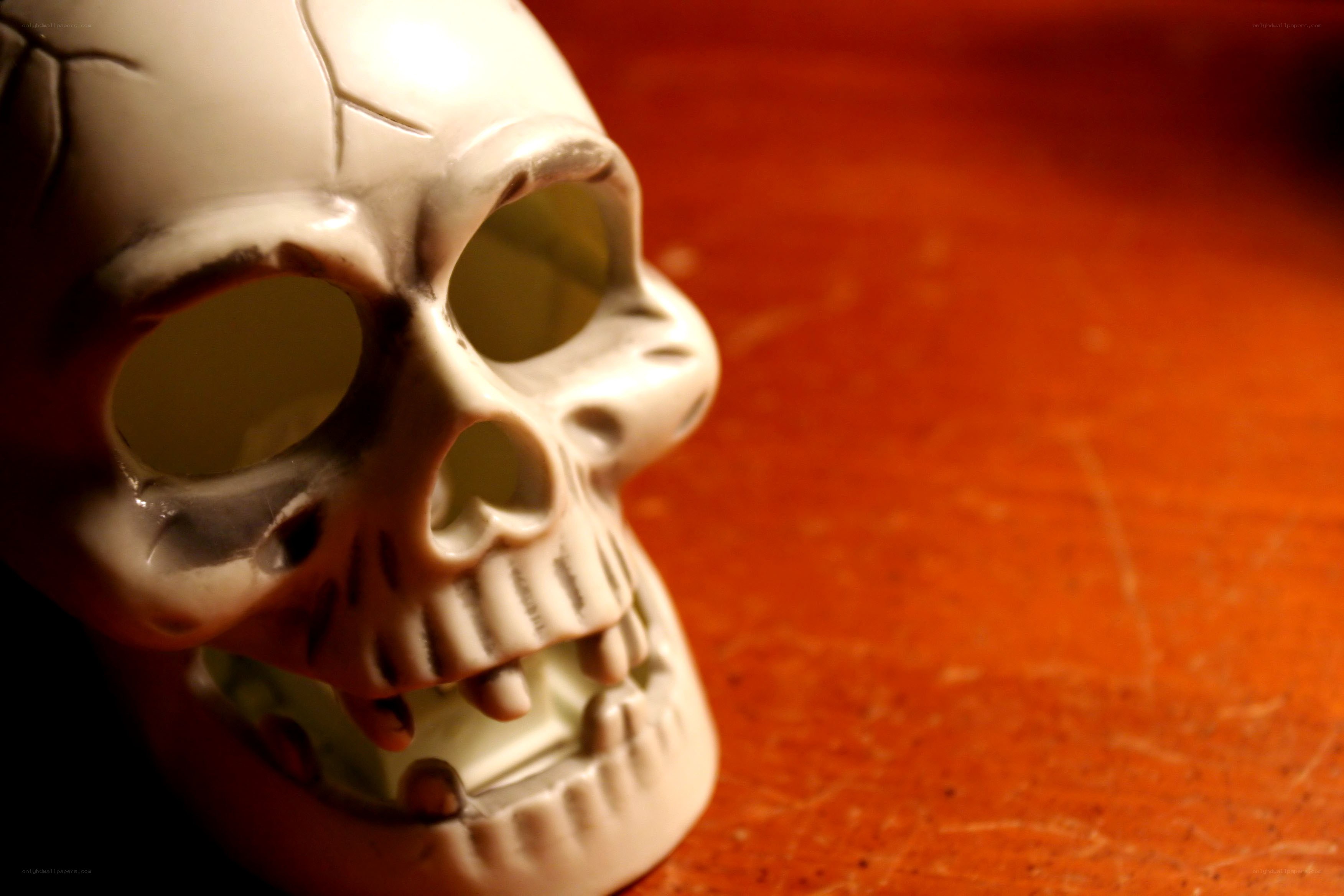 skull on wooden surface